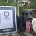 米ルイジアナ州で発見！ 世界で最も舌が長～い犬「ゾーイ」は近所の人気者