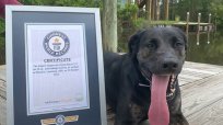 米ルイジアナ州で発見！ 世界で最も舌が長～い犬「ゾーイ」は近所の人気者