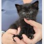 カナダの住宅の床下から子猫の鳴き声…生後4週間の黒猫を救助！ 