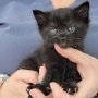 カナダの住宅の床下から子猫の鳴き声…生後4週間の黒猫を救助！ 