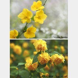 写真①　ヤマブキの花。一重咲き（上）と八重咲き（Ｃ）アマナイメージズ／共同通信イメージズ