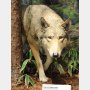 ニホンオオカミはどう誕生した？ 日本列島に住んでいた巨大オオカミの謎