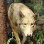 ニホンオオカミはどう誕生した？ 日本列島に住んでいた巨大オオカミの謎
