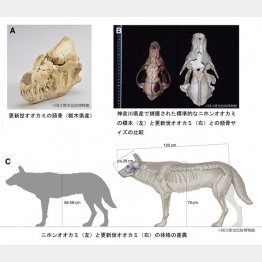 図②（左上から時計回りにA、B、C）／（提供）共同研究グループ