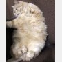 飼い主が旅行へ 愛猫を預けるのはペットホテルか動物病院か？