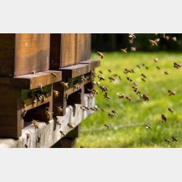 ミツバチが凶暴化！（写真はイメージ）（Ｃ）iStock