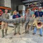 なんと全長434センチ！ 米ミシシッピ州史上最大の怪物ワニを捕獲