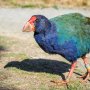 一時は絶滅宣言も…ニュージーランドの飛べない鳥「タカへ」が“奇跡の復活”