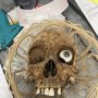 米リサイクルショップで人間の頭蓋骨が…！ 地元警察は捜査を続行