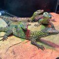 フロリダの動物園で世界最大のトカゲ「コモドオオトカゲ」の孵化に成功！