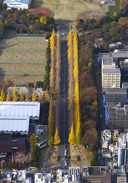 「東京のような世界の主要都市でこういう開発（伐採）が行われるとは聞いたことがない」、世界は驚きを持って見つめている（Ｃ）共同通信社
