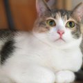 空咳を頻発するネコは短毛種でも「1日1回」ブラッシングを