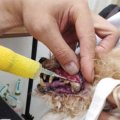 シニア犬、シニア猫の歯石除去 条件が揃えば麻酔ナシでできる可能性も