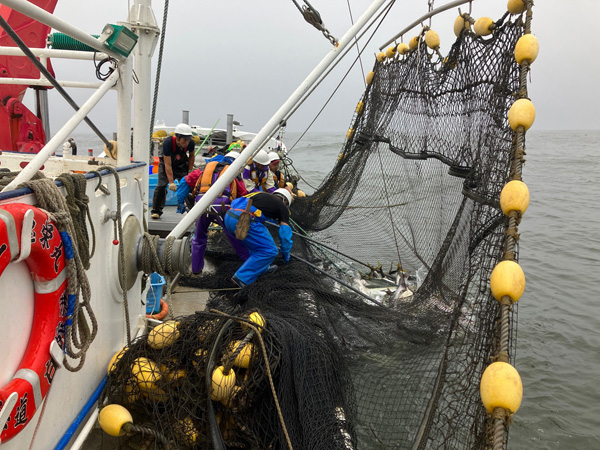 アキアジの定置網漁にブリが大量にかかる（提供写真）
