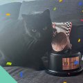 米ペット保険の「ハムボーン賞」に輝いた奇妙な事故…折り畳んだソファベッドに黒猫が