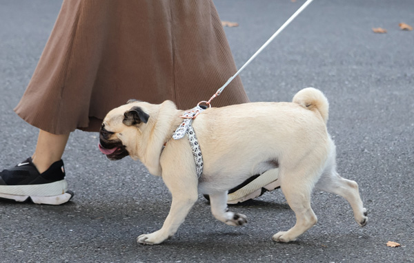 散歩の後はゴシゴシしてねぇ～（Ｃ）日刊ゲンダイ