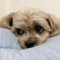 生後5カ月で勧める獣医もいるが…早過ぎる去勢手術は尿漏れの原因になる