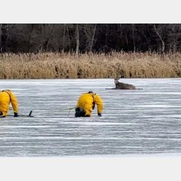 薄く氷が張った湖でシカが立ち往生…（米プライヤーレイク市のインスタグラムから）