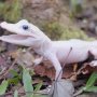 世界初！米ワニ公園で真っ白なアリゲーターが孵化「完全にあり得ない」と大興奮