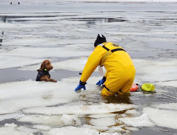 【写真1】氷の上に戻れないでいたルパート（ブレインツリー消防署のフェイスブックから）