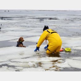 【写真1】氷の上に戻れないでいたルパート（ブレインツリー消防署のフェイスブックから）