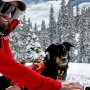 コロラドの雪崩で11カ月行方不明だった愛犬が…クラファン監視カメラで生存確認される奇跡