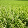 記録的猛暑で新潟産「コシヒカリ」凋落の衝撃…ブランド米の評価は“西高東低”に