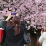 花見は江戸時代から庶民の楽しみ 4月の主な行事は覚えておきたい