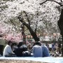 「会社で花見」3割以下…大企業ほど開催せず、桜はプライベートで楽しむ時代に
