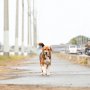 映画「石岡タロー」は感涙必至！ 茨城版“忠犬ハチ公”役の元保護犬が魅せた圧巻の演技