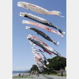 三重県熊野市の七里御浜海岸に掲げられたこいのぼり（Ｃ）共同通信社