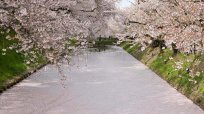 弘前と大鰐…花見シーズン真っ盛りの青森で春を楽しむ