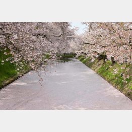 「死ぬまでに行きたい！世界の絶景」にも選ばれた弘前公園外濠の花筏（提供写真）