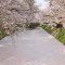 弘前と大鰐…花見シーズン真っ盛りの青森で春を楽しむ