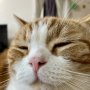 猫の蓄膿症こと「副鼻腔炎」治療法は？ 点鼻薬とともに“こより作戦”が重要