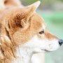 コロナ禍明けで飼い犬が「分離不安定症」に…軽症ならフェロモン剤で治る