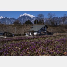 初春のすいか畑は一面春の七草ホトケノザに覆われ、紫色の絨毯のよう（写真:Koji Takano）