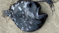史上32匹目！ 激レアなアンコウの死骸が米オレゴン州の海岸に打ち上げられる