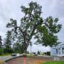 伐採か保護か…米ワシントン州で樹齢400年のオークの木めぐり裁判で激突！