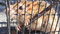 記者は見た！ネズミ対策先進都市の東京千代田区で体長20cmの巨大ドブネズミを捕獲