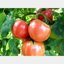 トマトには抗酸化物質が含まれる（Ｃ）日刊ゲンダイ