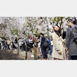 東京ではしだれ桜も満開に（靖国神社）／（Ｃ）共同通信社