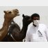 MERS（中東呼吸器症候群）は2012年に初めて確認された（サウジアラビアのラクダ市場でマスクをする男性）（Ｃ）共同通信社