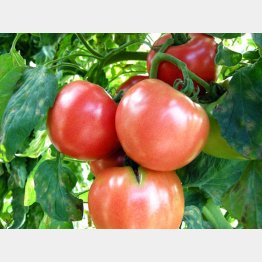トマトに多く含まれるリコペンは油と相性が良い（Ｃ）日刊ゲンダイ