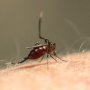 マラリアに強い血液型 重症化リスクが1.5倍も違っていた