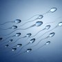 男性不妊の精子判別補助AIの実力 感度99％、陽性適中率92％
