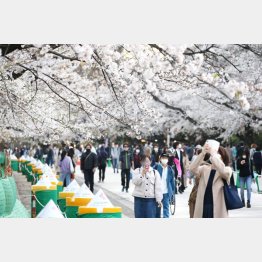 桜のシーズンは「散歩始め」にベスト（Ｃ）日刊ゲンダイ
