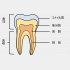 歯の断面図と歯髄
