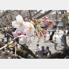 桜を眺めながら…（Ｃ）共同通信社