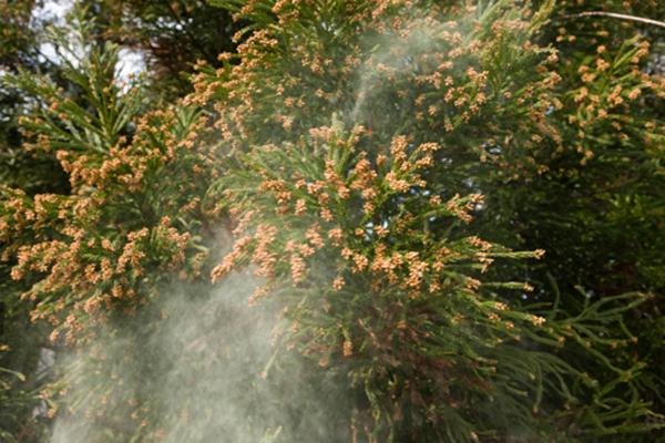 暖冬でスギ花粉の飛散開始は例年より早い（Ｃ）iStock